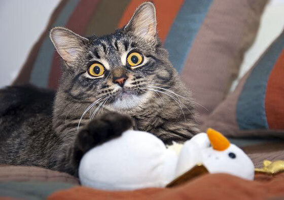 欧冠半决赛焦点战，骑士强压广东队，一场跨越时空的体育对话